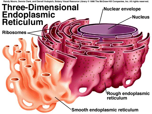 Golgi Apparatus One Student to Another